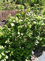 Calycanthus floridus, fam. Calycanthacees, USA (2) (Photo F. Mrugala)